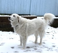 Lumi bonded with Balou - Photo 5