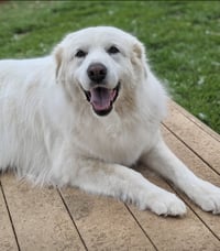 Lumi bonded with Balou - Photo 6