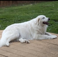 Lumi bonded with Balou - Photo 7