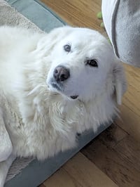 Lumi bonded with Balou - Photo 8