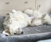 Lumi bonded with Balou - Photo 9