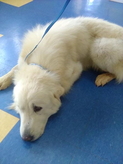JEROME - Great Pyrenees available for adoption