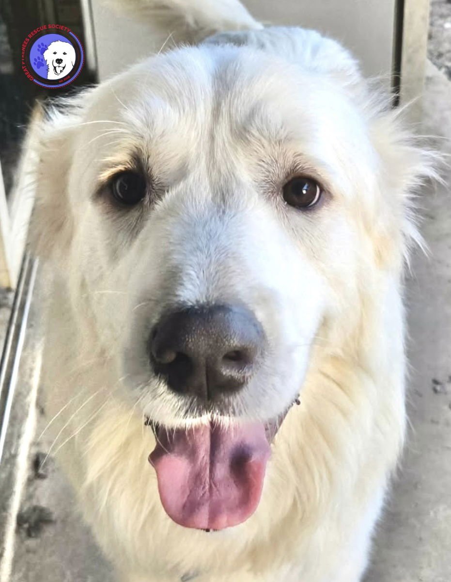 FINN - Great Pyrenees available for adoption