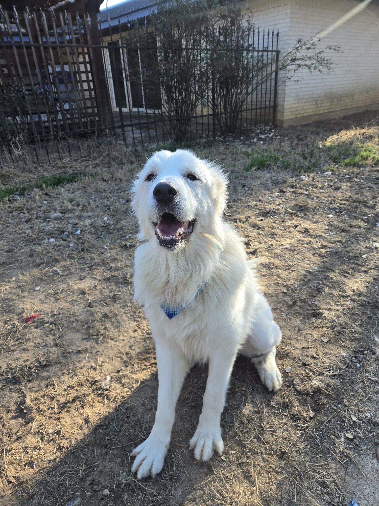 FINN - Great Pyrenees available for adoption