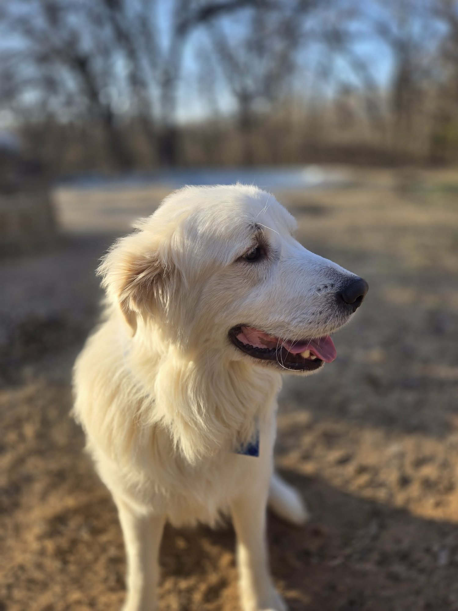 Finn - Photo 4