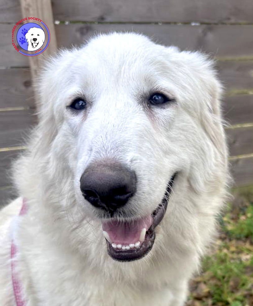 ROSE - Great Pyrenees available for adoption