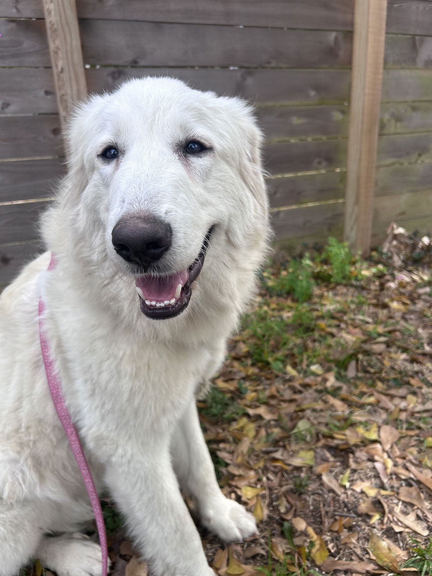 ROSE - Great Pyrenees available for adoption
