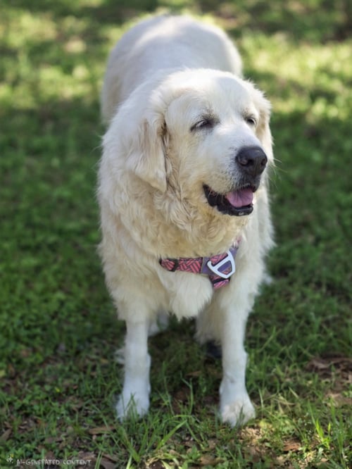 RANSOM - Great Pyrenees available for adoption