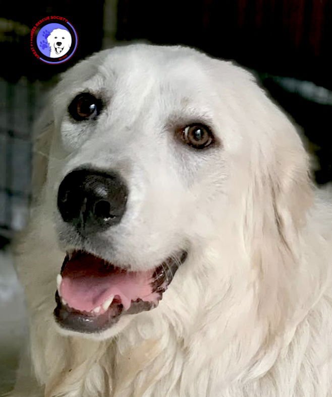 IRENE - Great Pyrenees available for adoption