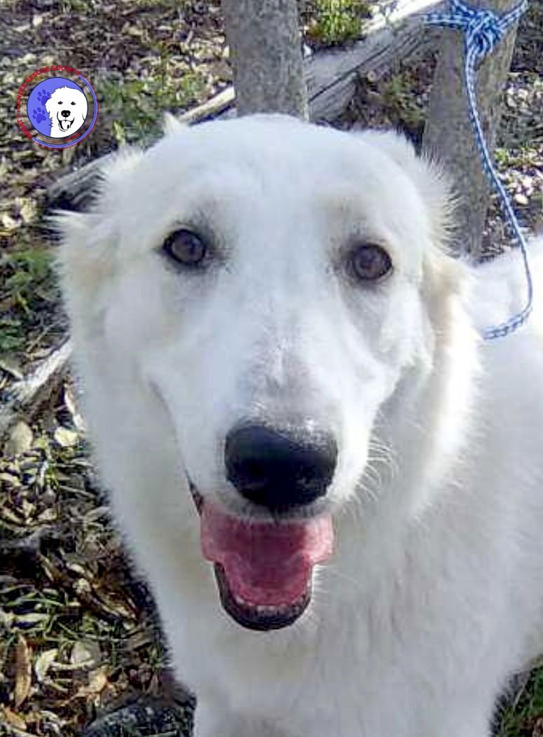 ELENE - Great Pyrenees available for adoption
