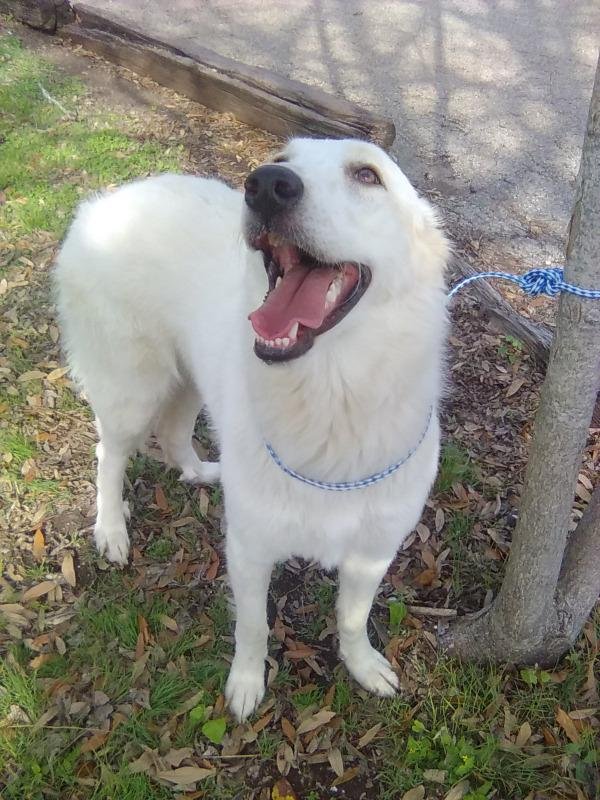 ELENE - Great Pyrenees available for adoption