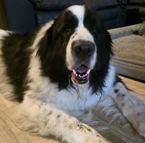 ROSIE