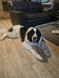 Rosie - Photo 2