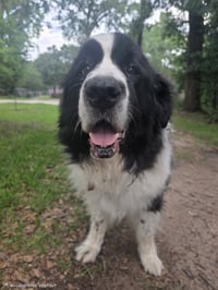 Rosie - Photo 3