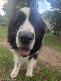 Rosie - Photo 4