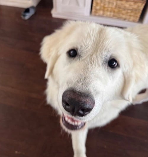 JUDY - Great Pyrenees available for adoption