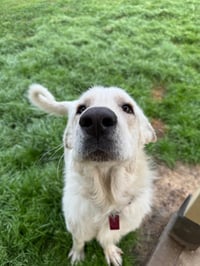 Olaf - Photo 1