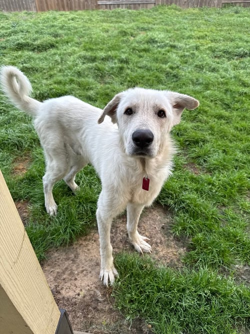 OLAF - Great Pyrenees available for adoption