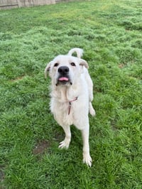 Olaf - Photo 3