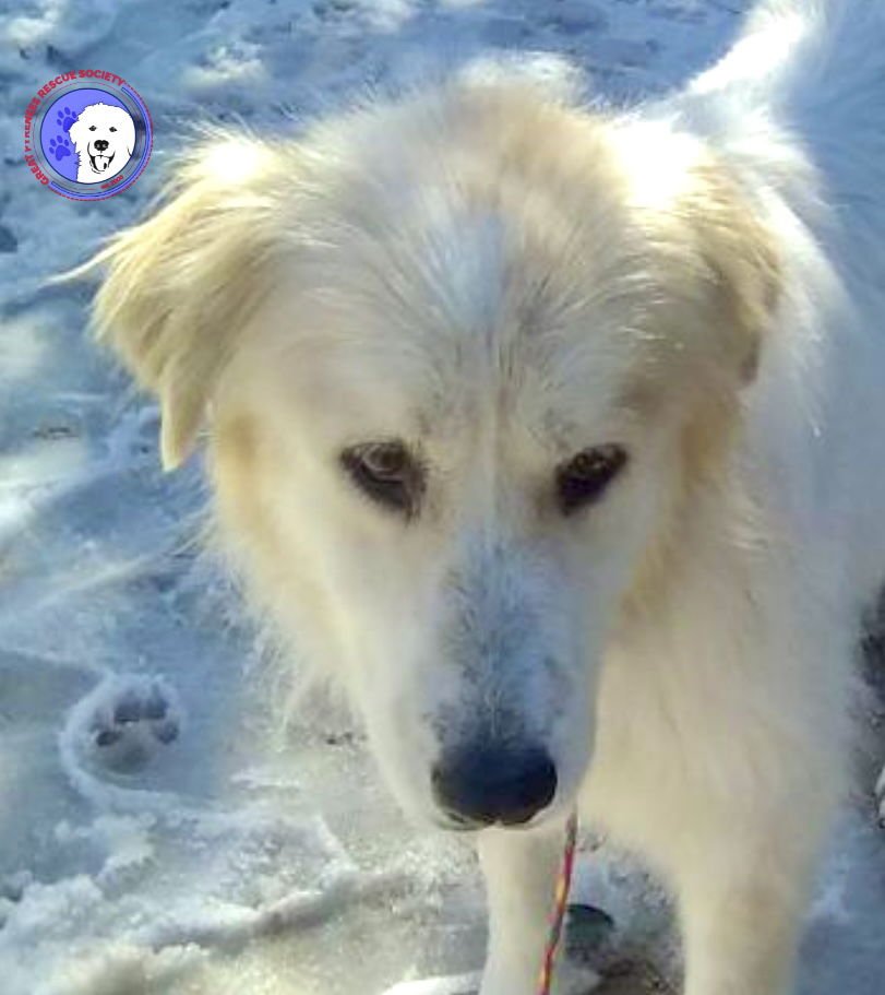 FLORENCE - Great Pyrenees available for adoption