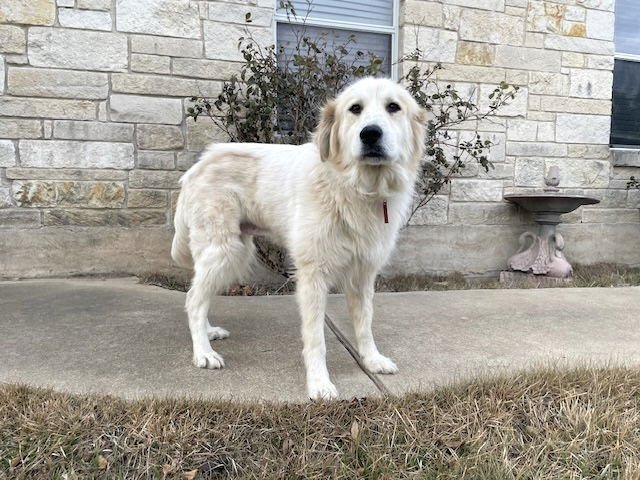 FLORENCE - Great Pyrenees available for adoption