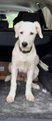 MARLEY - Great Pyrenees / Great Dane available for adoption
