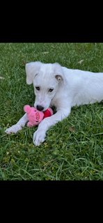 Marley - Photo 2