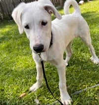 Marley - Photo 3