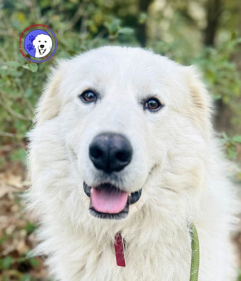 LIAM - Great Pyrenees available for adoption