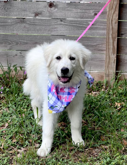 TILLY - Great Pyrenees available for adoption