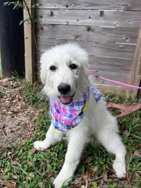 Tilly - Photo 3