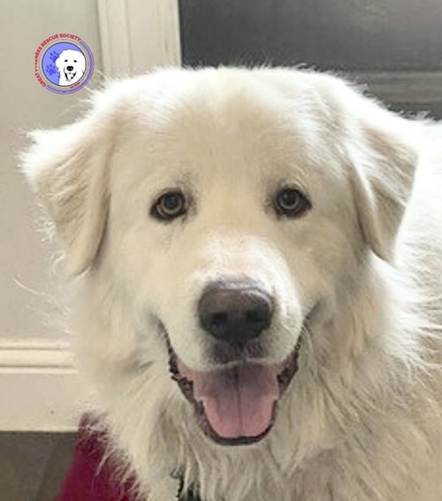 DRAKE - Great Pyrenees available for adoption