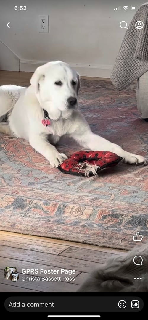 COLETTE - Great Pyrenees / Akbash available for adoption