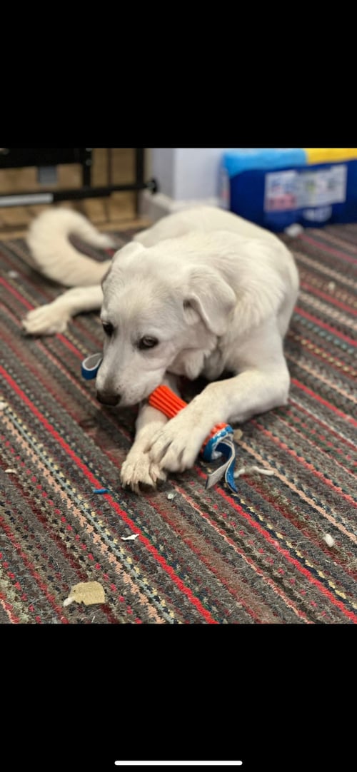 COLETTE - Great Pyrenees / Akbash available for adoption