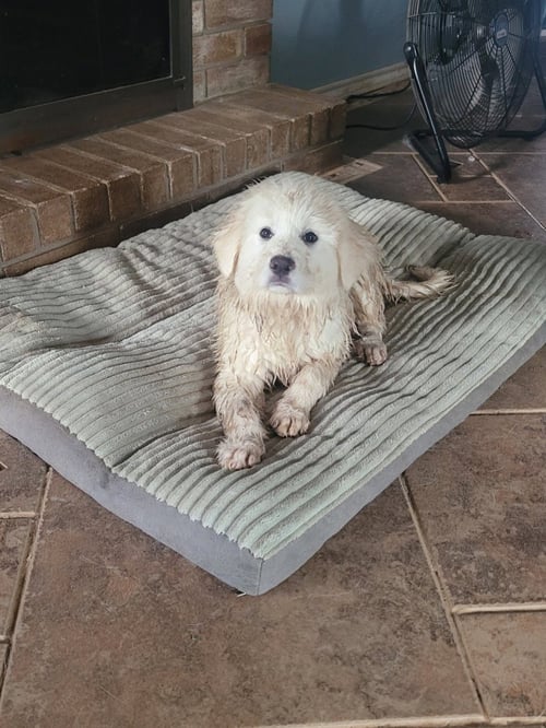 LAMB CHOP - Great Pyrenees available for adoption