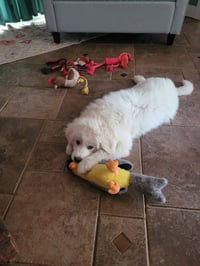 Lamb Chop - Photo 3