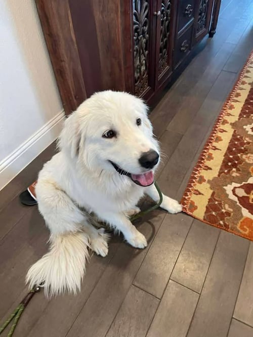 AVEN - Great Pyrenees available for adoption