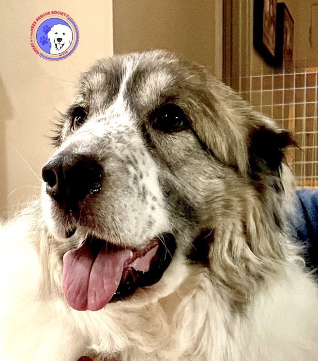 Balou bonded with Lumi Image