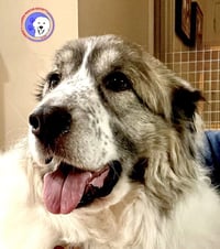 Balou bonded with Lumi - Photo 1