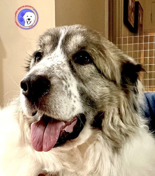 BALOU BONDED WITH LUMI - Great Pyrenees available for adoption