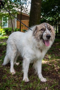 Balou bonded with Lumi - Photo 3