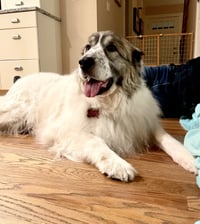 Balou bonded with Lumi - Photo 4