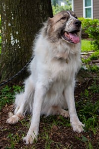 Balou bonded with Lumi - Photo 5