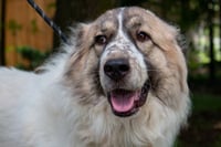 Balou bonded with Lumi - Photo 8