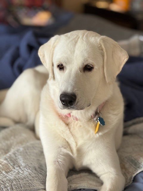 SUMMER - Great Pyrenees available for adoption