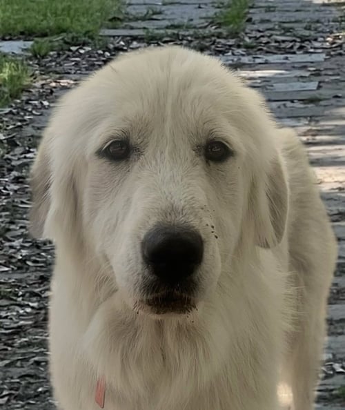 BANANA - Great Pyrenees available for adoption