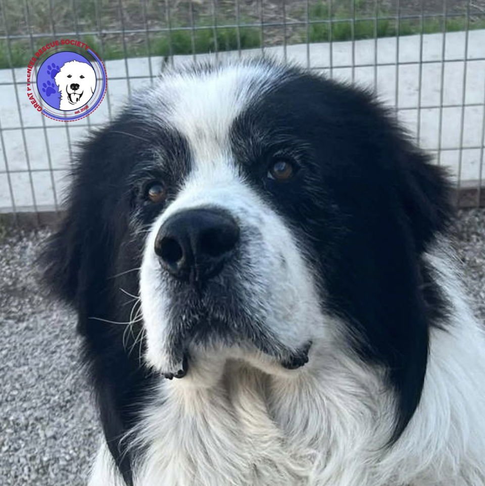 TITAN - Great Pyrenees available for adoption