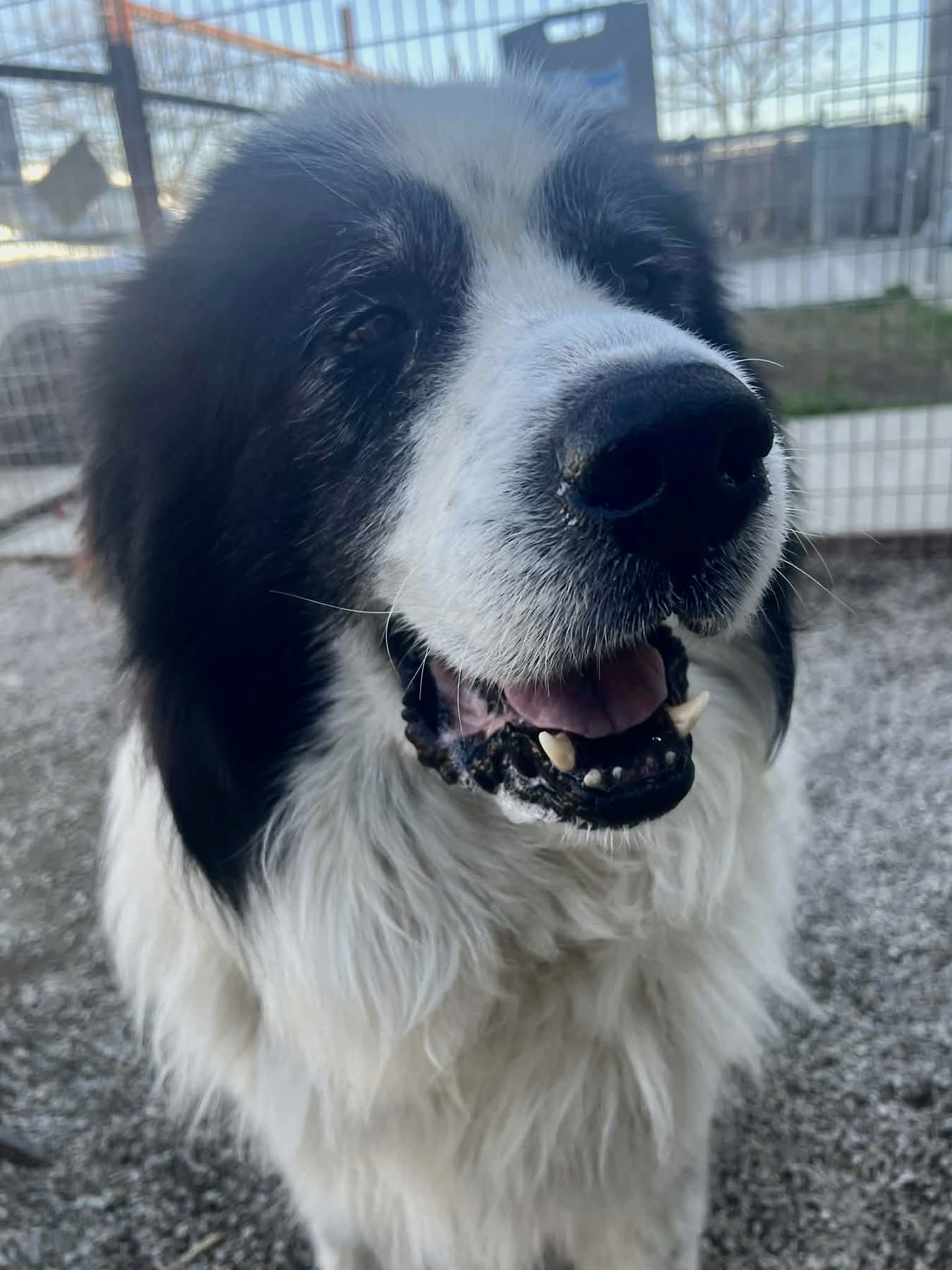 TITAN - Great Pyrenees available for adoption