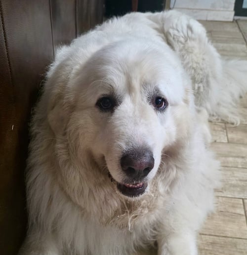 SAMSON - Great Pyrenees available for adoption