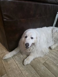 Samson - Photo 2
